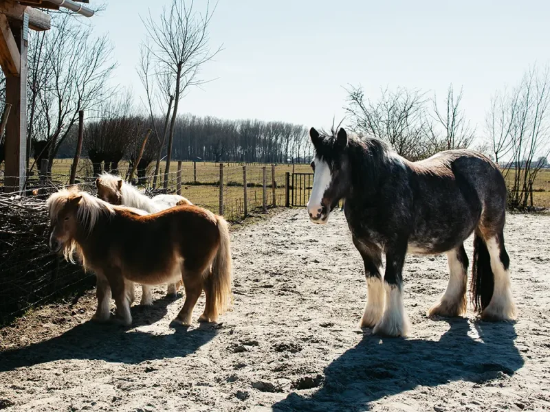 Ponytuin Maar Natuurlijk!